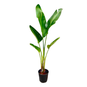 Strelitzia “Augusta” | Weiße Paradiesvogelblume | +/- 210cm | ø 30cm Topf