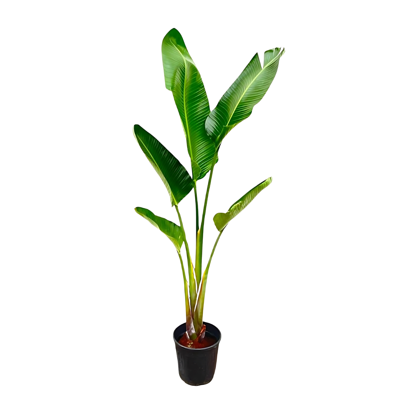 Strelitzia “Augusta” | Weiße Paradiesvogelblume | +/- 210cm | ø 30cm Topf 1 Strelitzia “Augusta” | Weiße Paradiesvogelblume | +/- 210cm | ø 30cm Topf