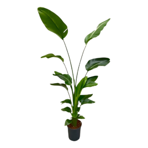 Strelitzia “Nicolai” | Baumstrelitzie | +/- 170cm | ø 21cm Topf