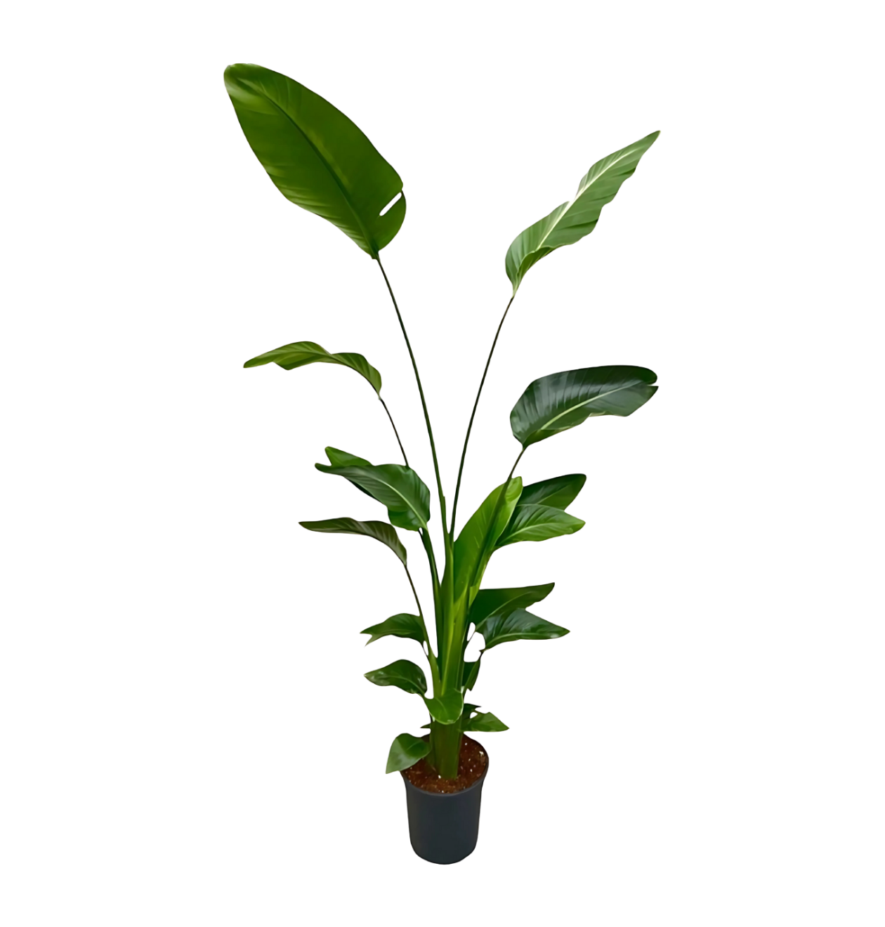 Strelitzia “Nicolai” | Baumstrelitzie | +/- 170cm | ø 21cm Topf 1 Strelitzia “Nicolai” | Baumstrelitzie | +/- 170cm | ø 21cm Topf