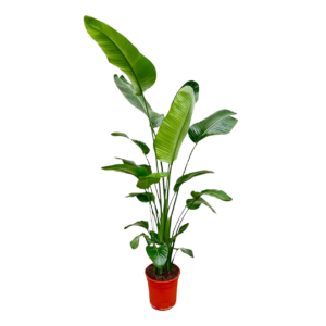 Strelitzia “Nicolai” | Baumstrelitzie | +/- 190cm | ø 27cm Topf
