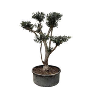 Olea Europaea “Pompon” | Olivenbaum | +/- 210cm | ø 80cm Topf