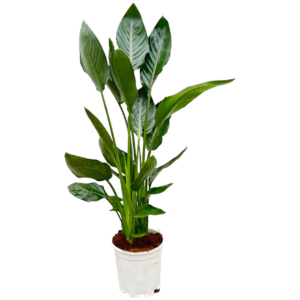 Strelitzia “Reginae” | Paradiesvogelblume | +/- 100cm | ø 19cm Topf