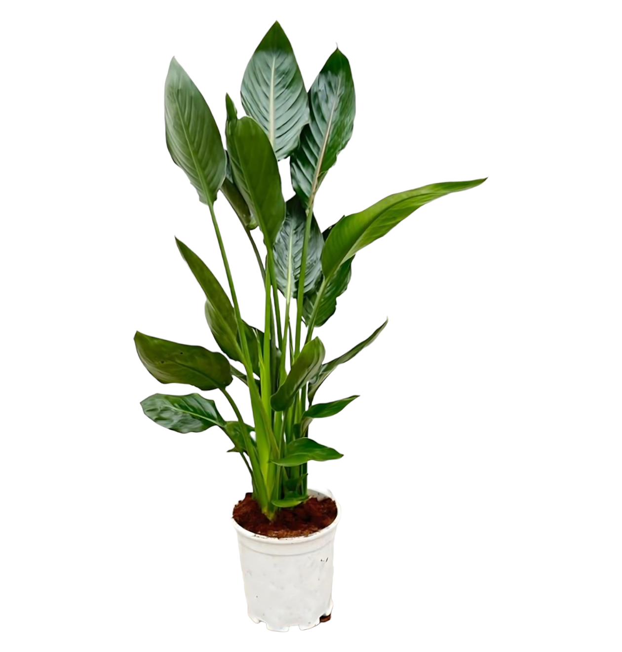 Strelitzia “Reginae” | Paradiesvogelblume | +/- 100cm | ø 19cm Topf 1 Strelitzia “Reginae” | Paradiesvogelblume | +/- 100cm | ø 19cm Topf