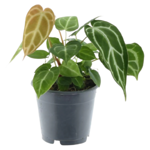 Anthurium “Chrystallium” | Flamingoblume | +/- 35cm | ø 12cm Topf