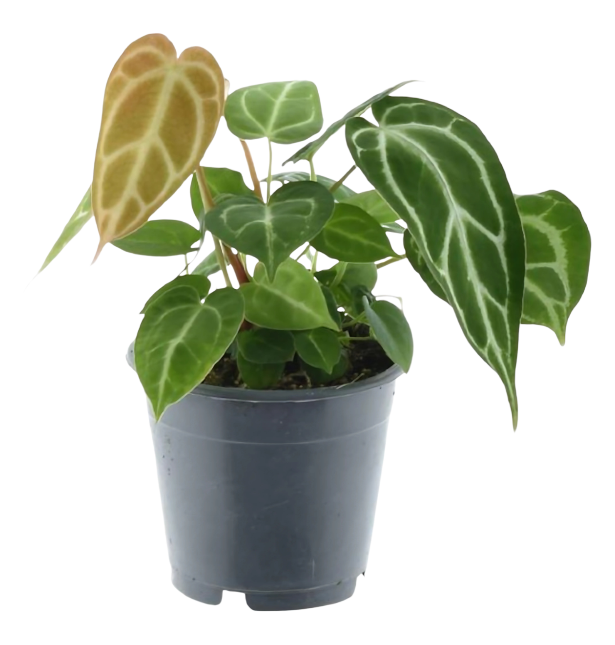 Anthurium “Chrystallium” | Flamingoblume | +/- 35cm | ø 12cm Topf 1 Anthurium “Chrystallium” | Flamingoblume | +/- 35cm | ø 12cm Topf