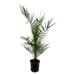 Phoenix Canariensis | Kanarische Dattelpalme | +/- 80cm | ø 15cm Topf