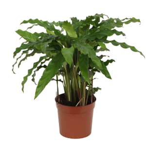 Calathea “Bluegrass” | Korbmarante | +/- 40cm | ø 12cm Topf