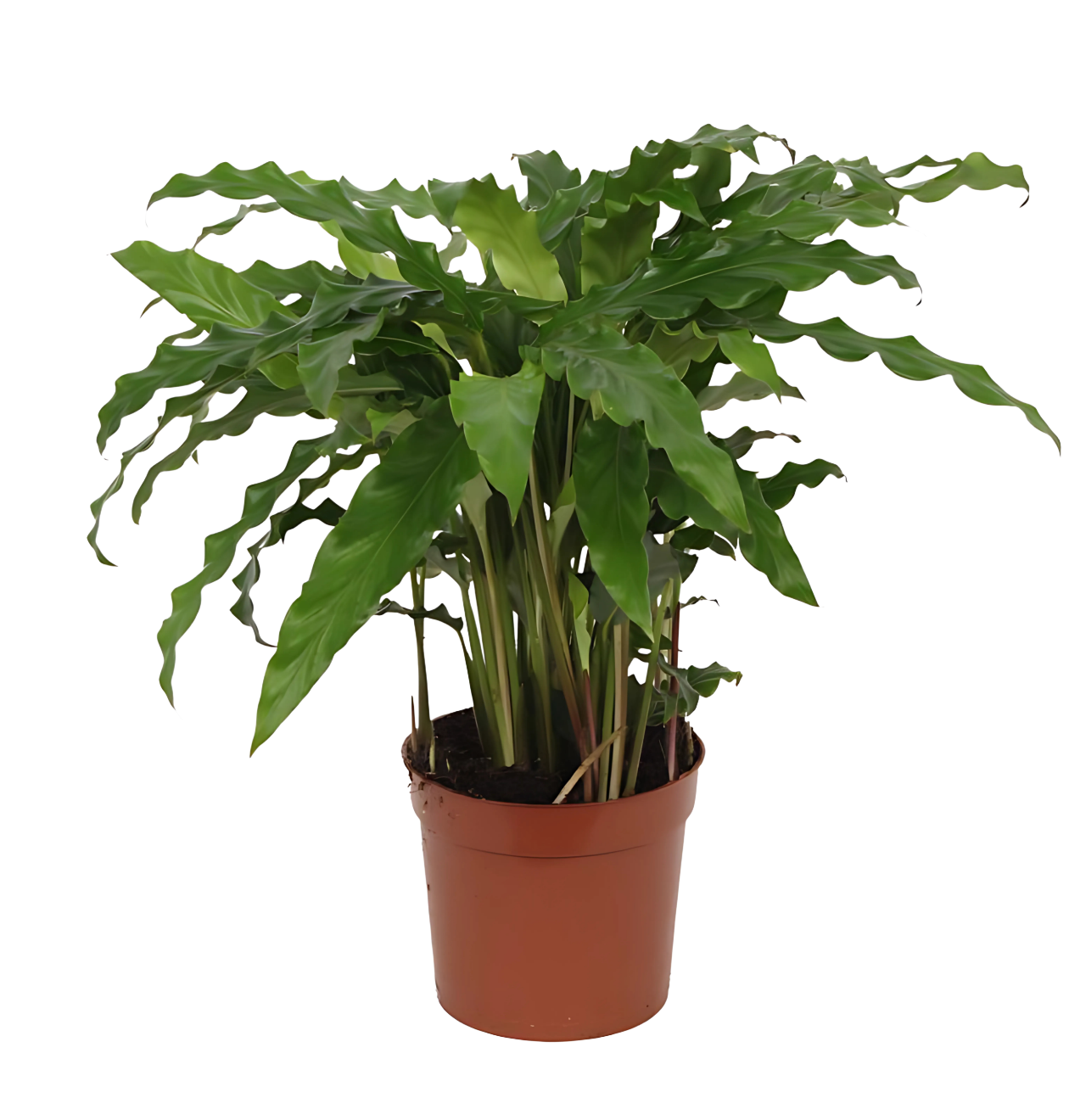 Calathea “Bluegrass” | Korbmarante | +/- 40cm | ø 12cm Topf 1 Calathea “Bluegrass” | Korbmarante | +/- 40cm | ø 12cm Topf