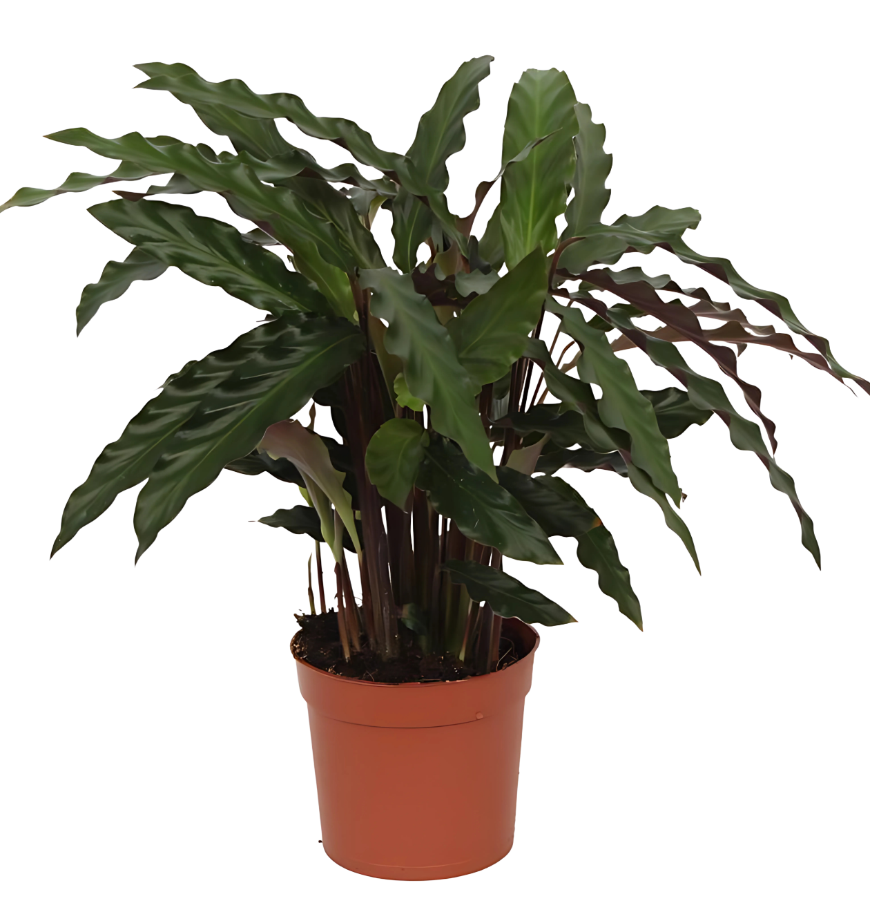 Calathea “Elgergrass” | Korbmarante | +/- 40cm | ø 12cm Topf 1 Calathea “Elgergrass” | Korbmarante | +/- 40cm | ø 12cm Topf
