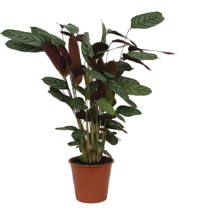 Calathea “Compactstar” | Korbmarante | +/- 80cm | ø 19cm Topf