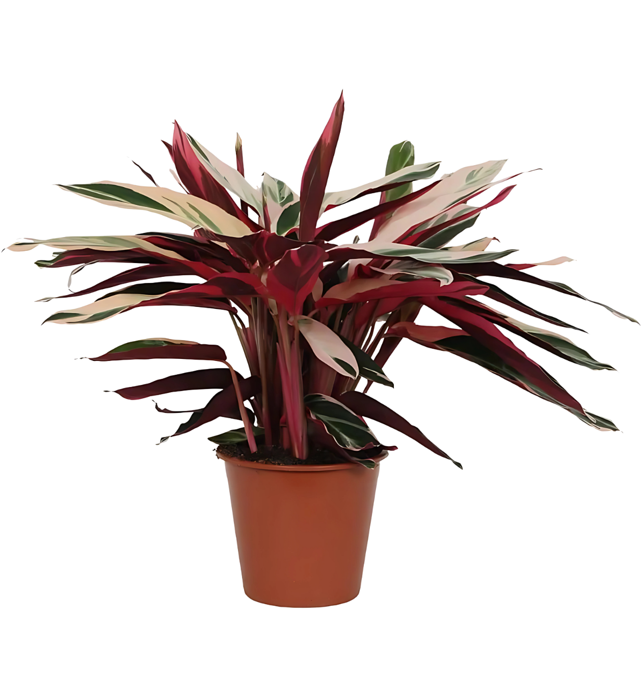 Calathea “Triostar” (Stromanthe) | Korbmarante | +/- 80cm | ø 19cm Topf 1 Calathea “Triostar” (Stromanthe) | Korbmarante | +/- 80cm | ø 19cm Topf