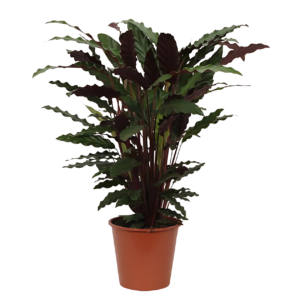 Calathea “Wavestar” | Korbmarante | +/- 80cm | ø 19cm Topf