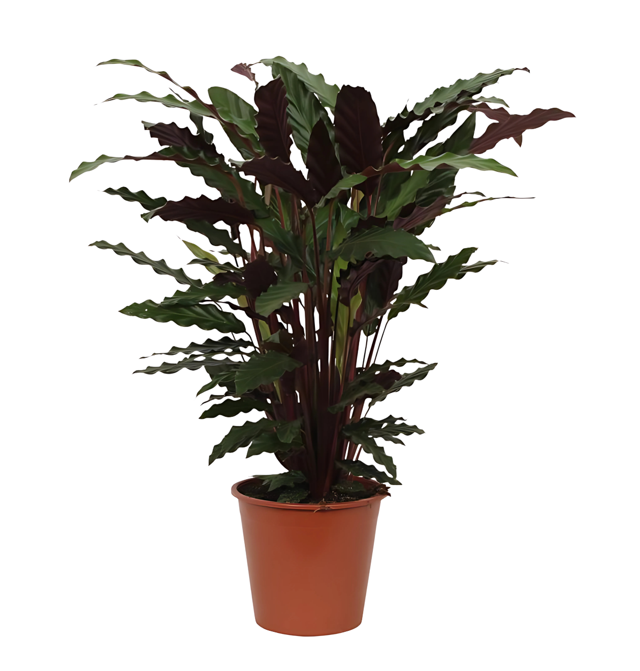 Calathea “Wavestar” | Korbmarante | +/- 80cm | ø 19cm Topf 1 Calathea “Wavestar” | Korbmarante | +/- 80cm | ø 19cm Topf