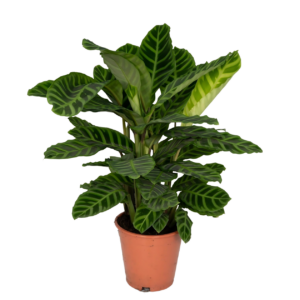 Calathea “Zebrina” | Korbmarante | +/- 80cm | ø 19cm Topf