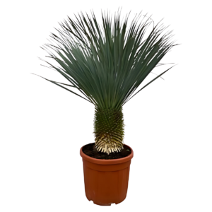 Yucca rostrata | Blaue Palmlilie | +/- 160cm | ø 50cm