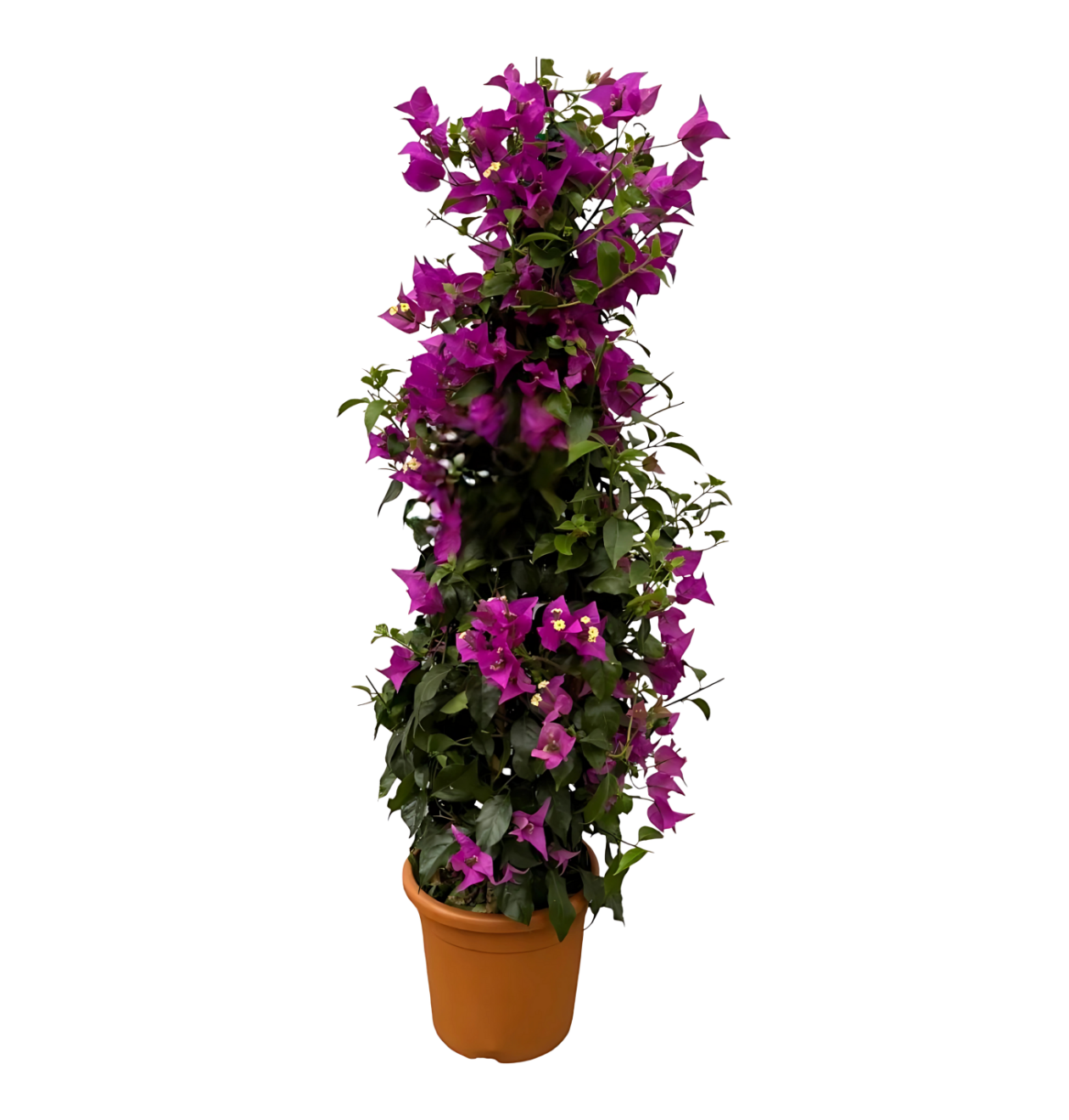 Bougainvillea Pyramide | Drillingsblume | +/- 80cm | ø 17cm 1 Bougainvillea Pyramide | Drillingsblume | +/- 80cm | ø 17cm