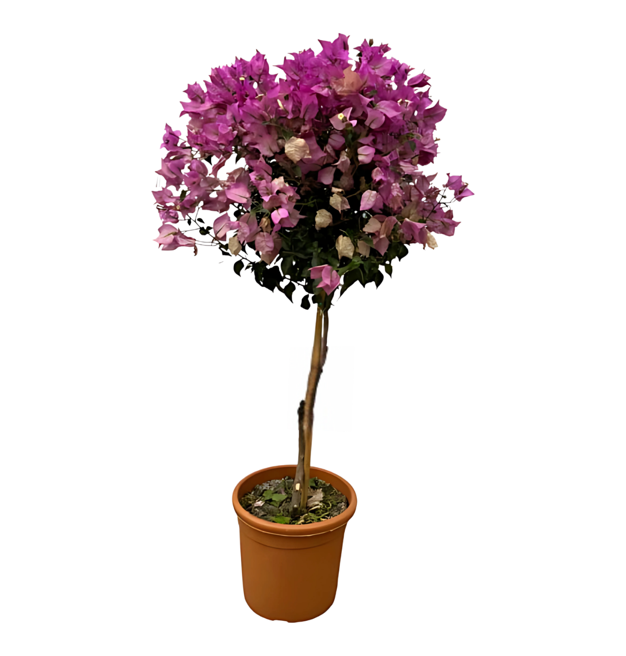 Bougainvillea auf Stamm | Drillingsblume | +/- 110cm | ø 25cm 1 Bougainvillea auf Stamm | Drillingsblume | +/- 110cm | ø 25cm