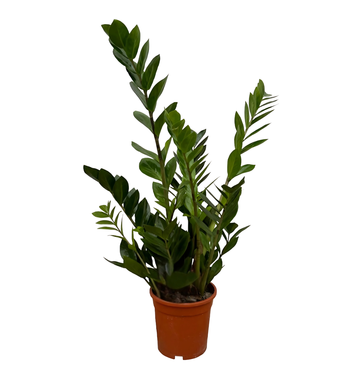 Zamioculcas Zamiifolia | Glücksfeder | +/- 75cm | ø 17cm Topf 1 Zamioculcas Zamiifolia | Glücksfeder | +/- 75cm | ø 17cm Topf