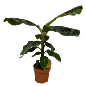 Musa | Bananenpflanze | +/- 80cm | ø 21cm Topf