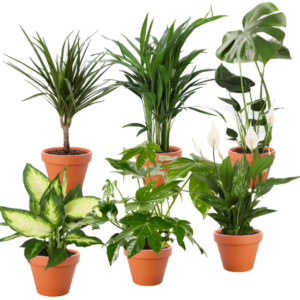 6er-Set | Monstera | Dieffenbachie | Einblatt | Goldfruchtpalme | Drachenbaum | Zimmeraralie | +/- 30-60cm | ø 12-15cm Topf