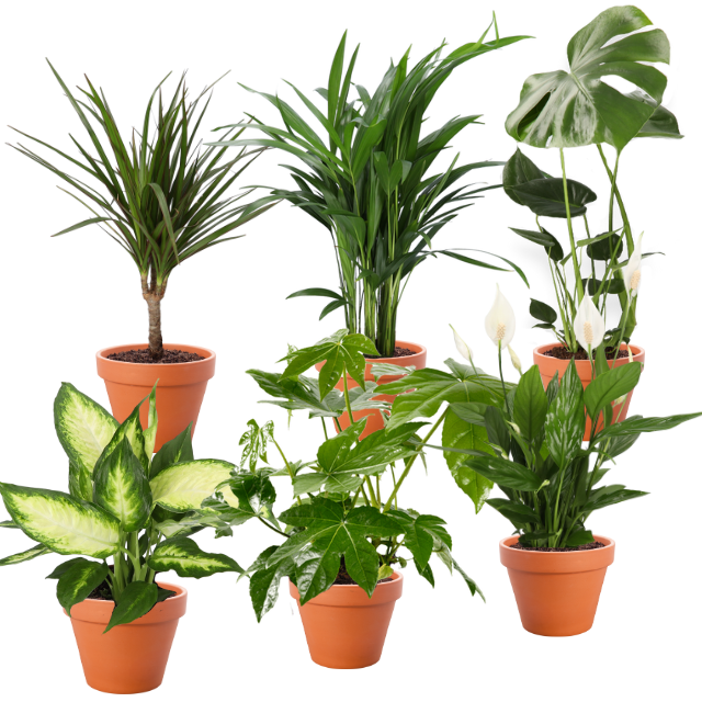 6er-Set | Monstera | Dieffenbachie | Einblatt | Goldfruchtpalme | Drachenbaum | Zimmeraralie | +/- 30-60cm | ø 12-15cm Topf 1 6er-Set | Monstera | Dieffenbachie | Einblatt | Goldfruchtpalme | Drachenbaum | Zimmeraralie | +/- 30-60cm | ø 12-15cm Topf