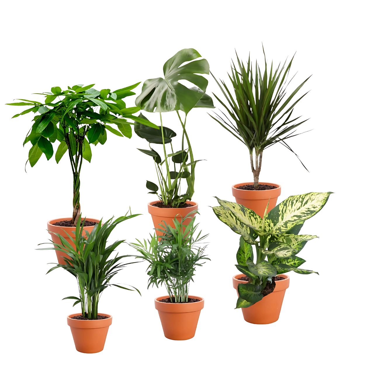 6er-Set “Exotischer Mix” | Goldfruchtpalme | Bergpalme | Dieffenbachie | Drachenbaum | Glückskastanie | Monstera | +/- 40-65cm | ø 12-15cm Topf 1 6er-Set “Exotischer Mix” | Goldfruchtpalme | Bergpalme | Dieffenbachie | Drachenbaum | Glückskastanie | Monstera | +/- 40-65cm | ø 12-15cm Topf