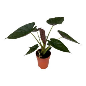 Alocasia “Wentii” | Elefantenohr | +/- 85cm | ø 19cm Topf