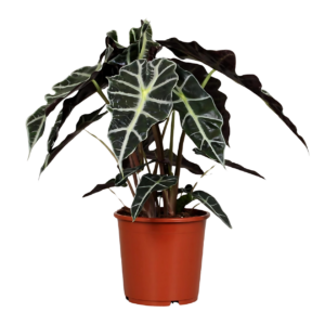 Alocasia “Polly” | Elefantenohr | +/- 45cm | ø 17cm Topf