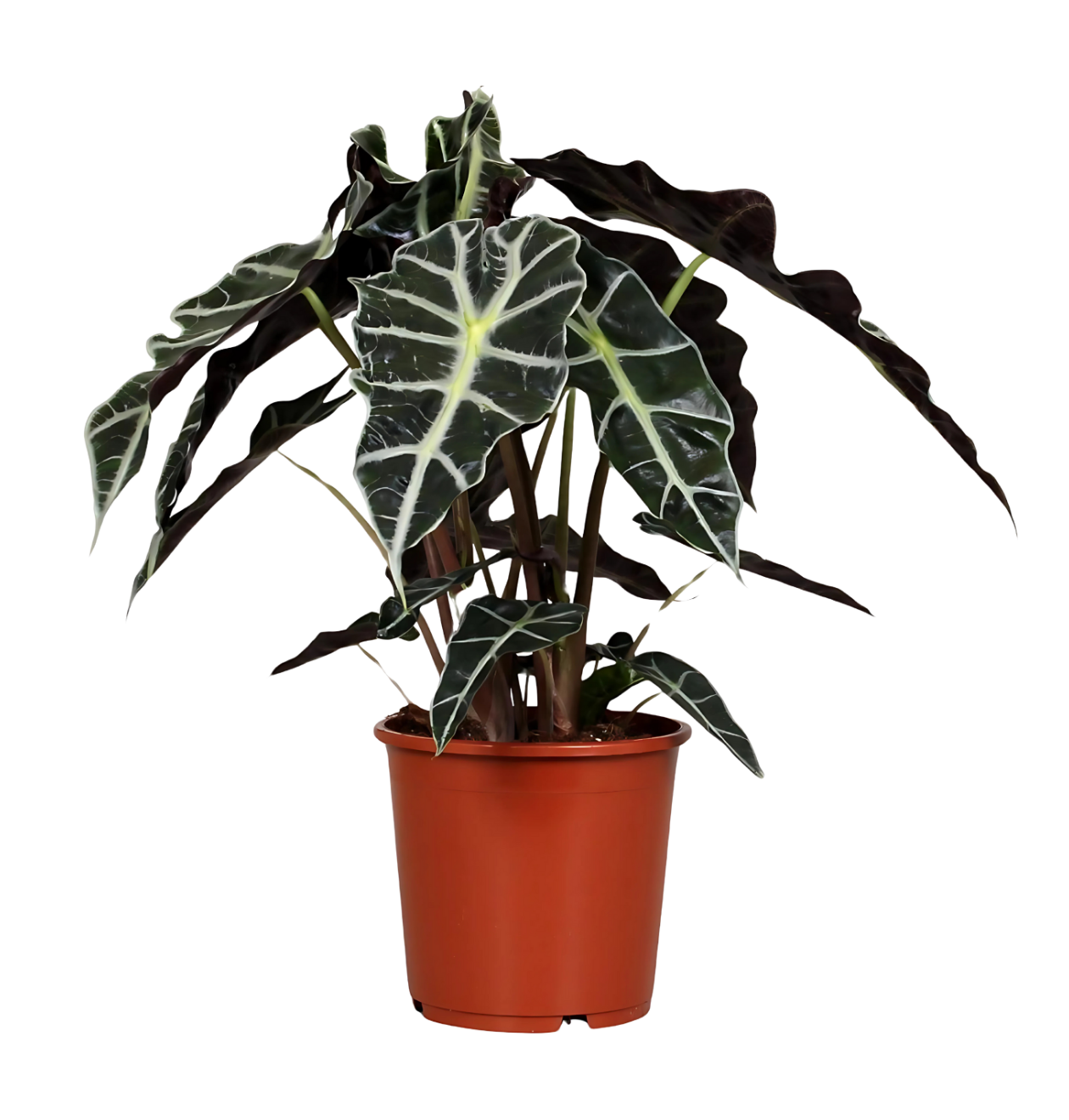 Alocasia “Polly” | Elefantenohr | +/- 45cm | ø 17cm Topf 1 Alocasia “Polly” | Elefantenohr | +/- 45cm | ø 17cm Topf