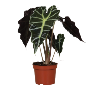 Alocasia “Amazonica Polly” | Elefantenohr | +/- 30cm | ø 12cm Topf