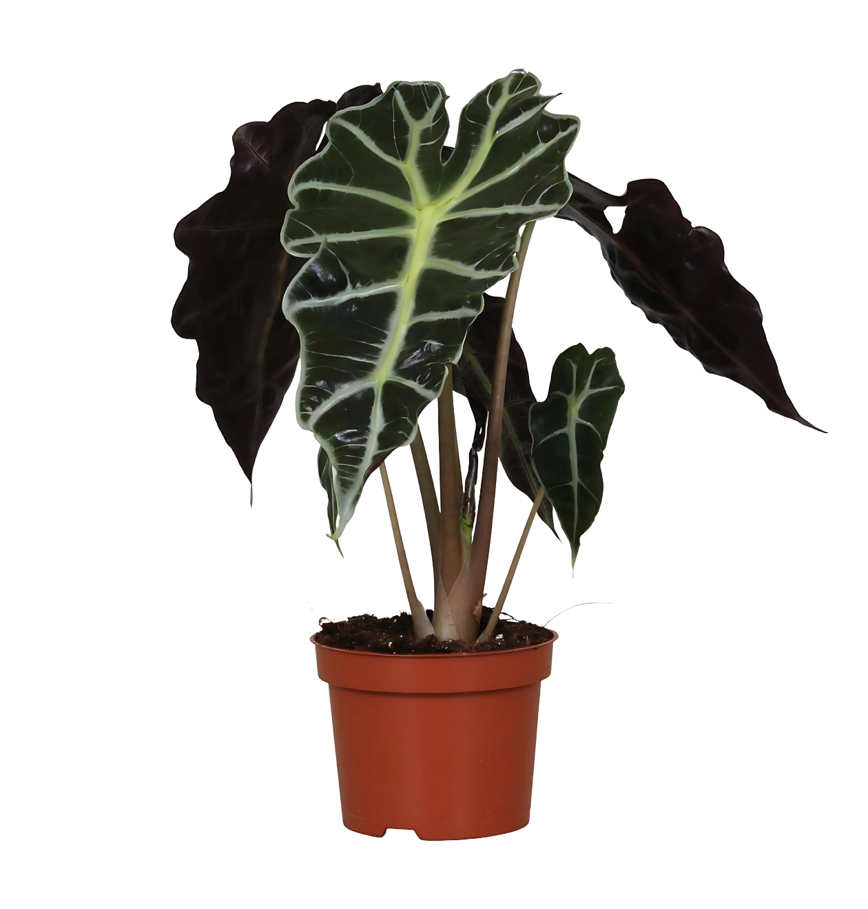 Alocasia “Amazonica Polly” | Elefantenohr | +/- 30cm | ø 12cm Topf 1 Alocasia “Amazonica Polly” | Elefantenohr | +/- 30cm | ø 12cm Topf