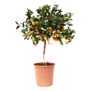 Citrus Calamondin | Zwergorangenbaum | +/- 80cm | ø 22cm Topf