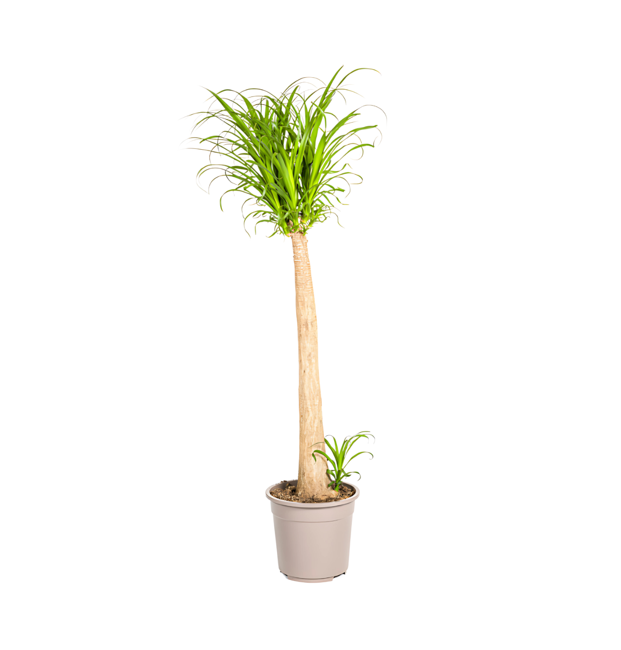 Beaucarnea Recurvata “Stamm” | Elefantenfuß | +/- 120cm | ø 27cm Topf 1 Beaucarnea Recurvata “Stamm” | Elefantenfuß | +/- 120cm | ø 27cm Topf