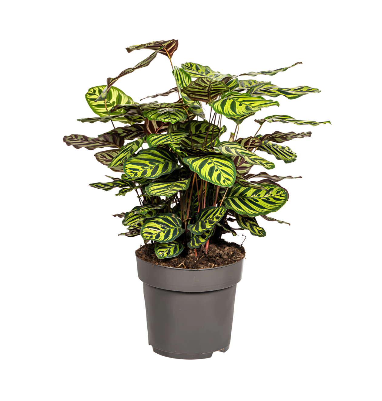 Calathea “Makoyana” | Korbmarante | +/- 70cm | ø 27cm Topf 1 Calathea “Makoyana” | Korbmarante | +/- 70cm | ø 27cm Topf