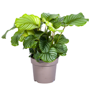 Calathea “Orbifolia” | Korbmarante | +/- 80cm | ø 27cm Topf