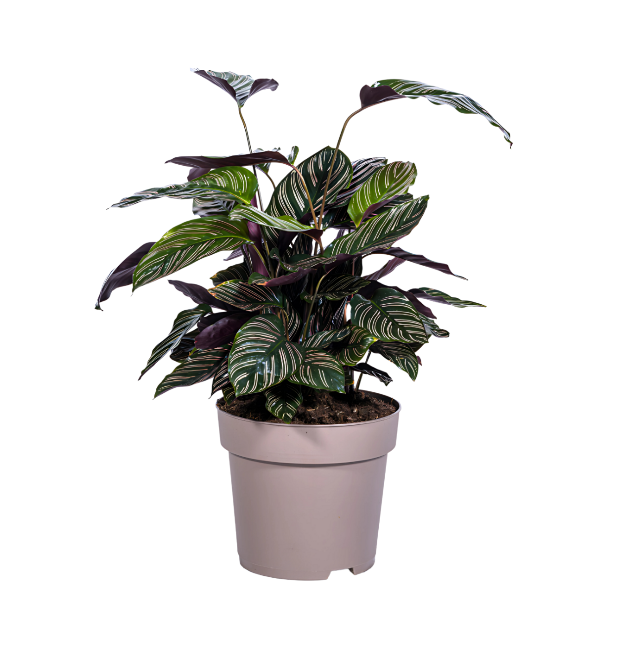 Calathea Ornata “Sanderiana” | Korbmarante | +/- 70cm | ø 27cm Topf 1 Calathea Ornata “Sanderiana” | Korbmarante | +/- 70cm | ø 27cm Topf