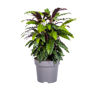 Calathea “Rufibarba” | Korbmarante | +/- 70cm | ø 27cm Topf