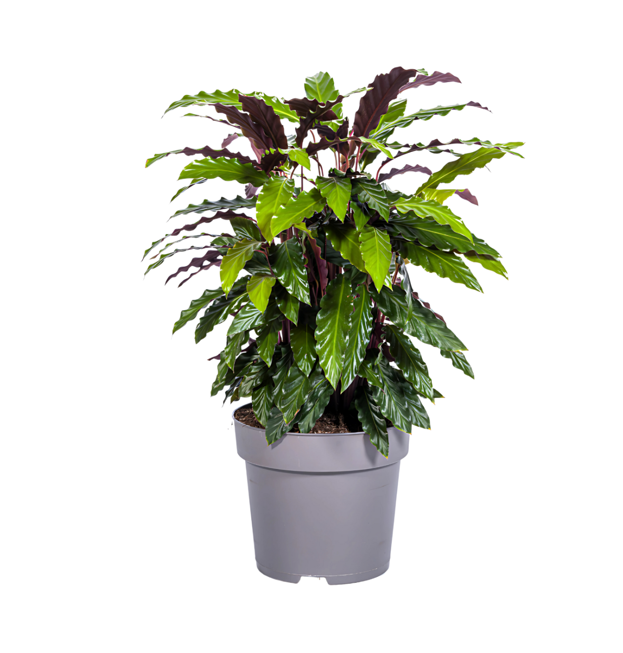 Calathea “Rufibarba” | Korbmarante | +/- 70cm | ø 27cm Topf 1 Calathea “Rufibarba” | Korbmarante | +/- 70cm | ø 27cm Topf