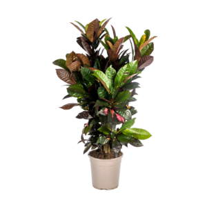 Codiaeum Croton “Iceton” | Wunderstrauch | +/- 90-100cm | ø 24cm Topf