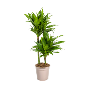 Dracaena Deremensis “Green Jewel” | Drachenbaum | +/- 80cm | ø 19cm Topf