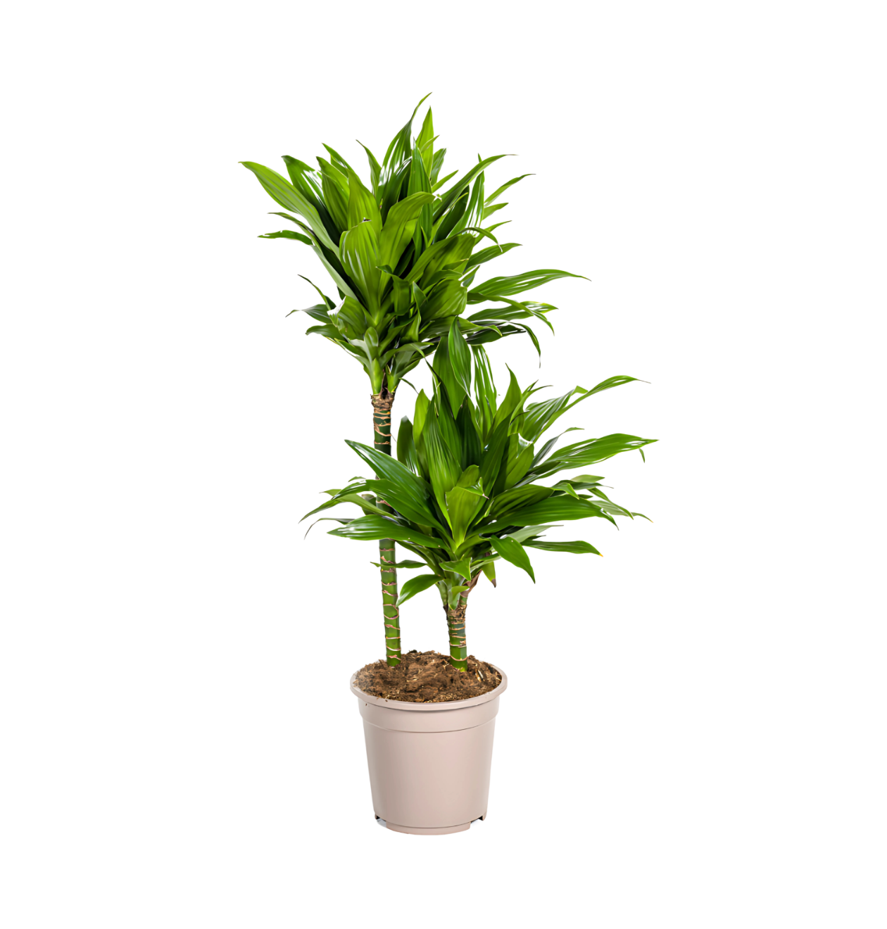 Dracaena Deremensis “Green Jewel” | Drachenbaum | +/- 80cm | ø 19cm Topf 1 Dracaena Deremensis “Green Jewel” | Drachenbaum | +/- 80cm | ø 19cm Topf
