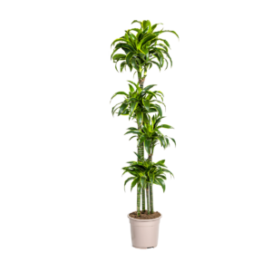 Dracaena Deremensis “Dorado” | Drachenbaum | +/- 180cm | ø 27cm Topf