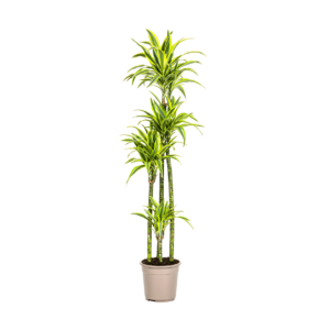 Dracaena Deremensis “Lemon Lime” | Drachenbaum | +/- 180cm | ø 27cm Topf