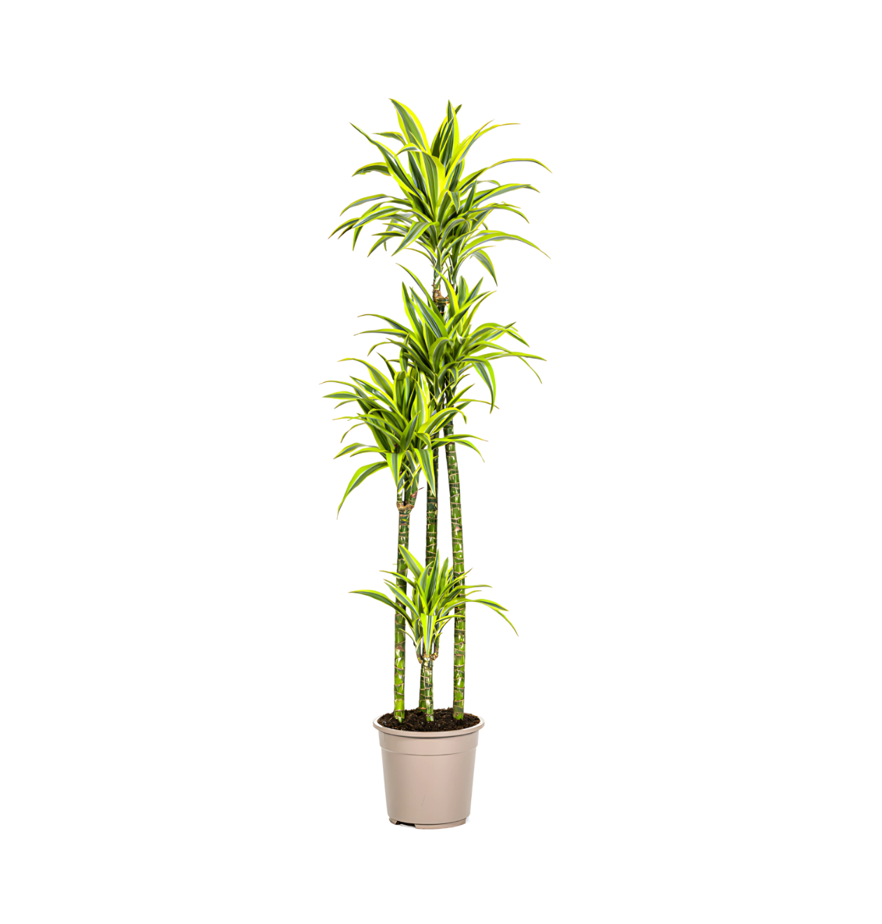 Dracaena Deremensis “Lemon Lime” | Drachenbaum | +/- 180cm | ø 27cm Topf 1 Dracaena Deremensis “Lemon Lime” | Drachenbaum | +/- 180cm | ø 27cm Topf