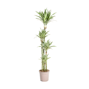 Dracaena Deremensis “White Stripe” | Drachenbaum | +/- 180cm | ø 27cm Topf