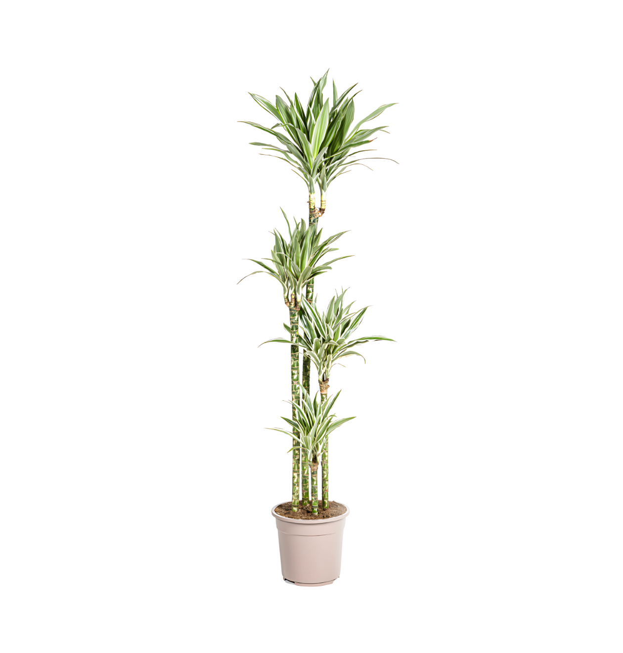 Dracaena Deremensis “White Stripe” | Drachenbaum | +/- 180cm | ø 27cm Topf 1 Dracaena Deremensis “White Stripe” | Drachenbaum | +/- 180cm | ø 27cm Topf