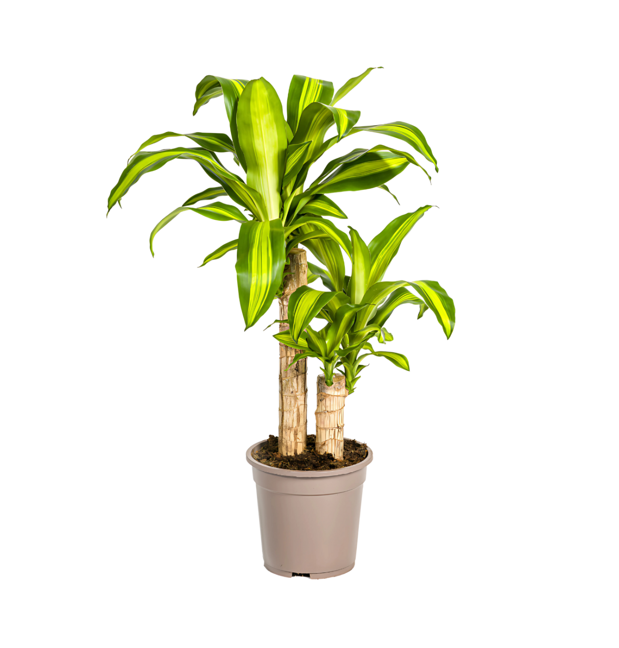 Dracaena Fragrans “Massangeana” | Drachenbaum | +/- 80cm | ø 19cm Topf 1 Dracaena Fragrans “Massangeana” | Drachenbaum | +/- 80cm | ø 19cm Topf