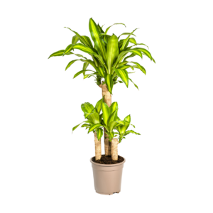 Dracaena Fragrans “Massangeana” | Drachenbaum | +/- 100cm | ø 21cm Topf