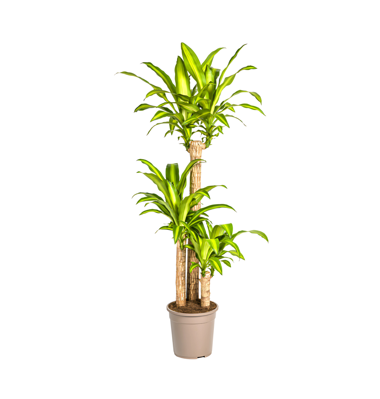 Dracaena Fragrans “Massangeana” | Drachenbaum | +/- 140cm | ø 24cm Topf 1 Dracaena Fragrans “Massangeana” | Drachenbaum | +/- 140cm | ø 24cm Topf